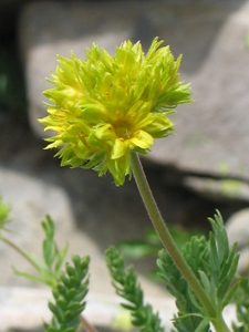 Ivesia gordonii 